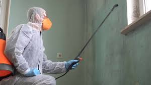 Best Black Mold Removal  in Romancoke, MD